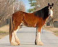 facebook-clydesdale-horse