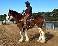 high-clydesdale-horse