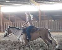 performance-roping-horse