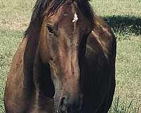 thoroughbred-horse