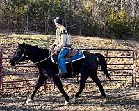 aqha-quarter-horse