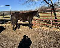 aqha-gelding-quarter-horse