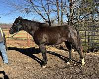 gelding-quarter-horse