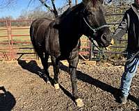 male-quarter-horse