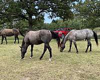 blue-roan-all-around-horse