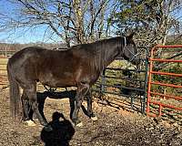 all-around-gelding