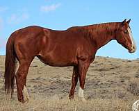 ranch-quarter-horse