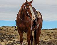 ranch-versatility-quarter-horse