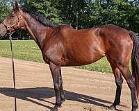 jumper-thoroughbred-horse