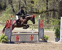 hunter-jumper-thoroughbred-horse