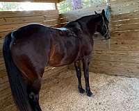 quarter-horse-for-sale