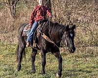 backs-up-percheron-horse