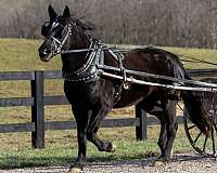 colton-percheron-horse