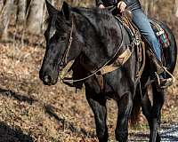 comes-percheron-horse