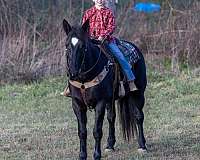 creeks-percheron-horse