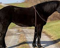 hills-percheron-horse