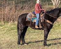 level-percheron-horse