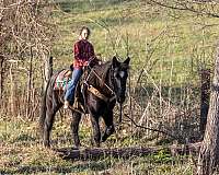 lots-of-experience-percheron-horse