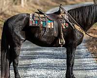 mount-percheron-horse