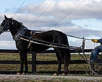 neck-reins-percheron-horse