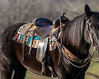 obstacle-percheron-horse