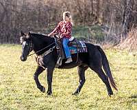 qh-cross-percheron-horse