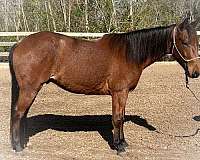 all-around-quarter-horse