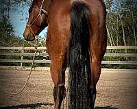 beginner-quarter-horse