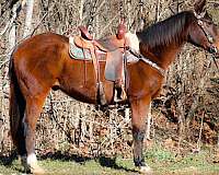 tr-missouri-fox-trotter-horse