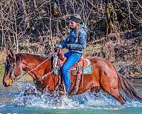 athletic-missouri-fox-trotter-horse