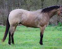 all-around-quarter-horse