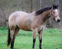 athletic-quarter-horse