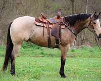 barrel-quarter-horse