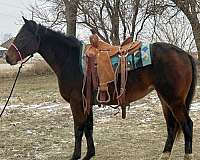 all-around-quarter-horse