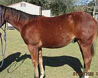 ranch-quarter-horse