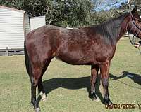 working-cow-gelding-stallion