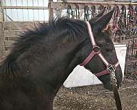 eddie-friesian-horse