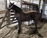 police-friesian-horse