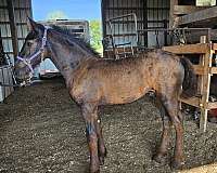 congress-friesian-horse