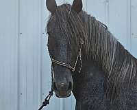 coming-yearling-friesian-horse