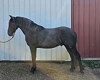 looks-black-friesian-horse