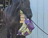 spanish-norman-friesian-horse