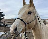 palomino-fou-horse