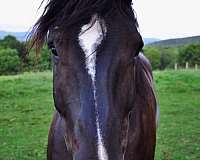 adoption-percheron-horse