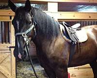 attention-percheron-horse