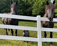 bonded-pair-percheron-horse