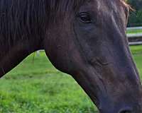 adoption-connemara-pony