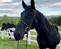 bareback-connemara-pony