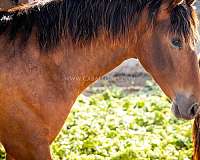 lusitano-champagne-andalusian-horse