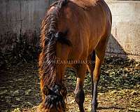 double-pearl-andalusian-horse